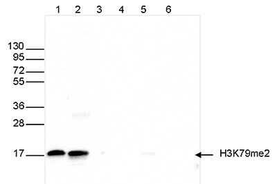 Western Blot: Histone H3 [Dimethyl Lys79] Antibody [NBP2-59194]